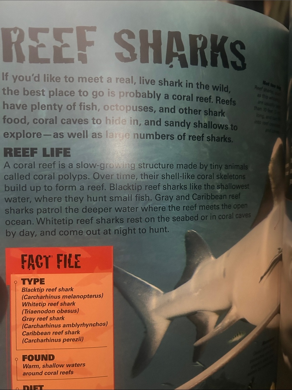 Scholastic Sharks Books Set - Picture 3 of 5